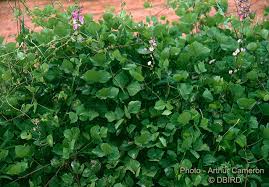 Image result for Lablab