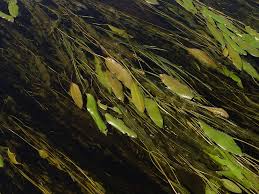 Image result for Potamogeton nodosus