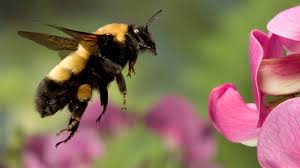 Carpenter bees have a shiny and smooth abdomen as opposed to the fuzzy abdomen seen on a bumble bee. Could A Bumblebee Learn To Play Fetch Probably The Salt Npr