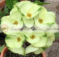 Image result for Euphorbia pfeilii