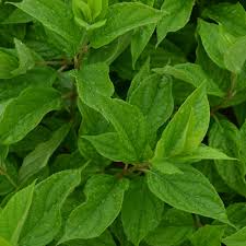 Image result for Gaertnera paniculata
