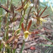 Image result for Multidentia concrescens