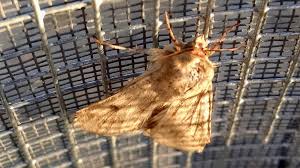 Understanding the pest factors in pest analysis. Bats Perform Vital Pest Control On Crops Bbc News