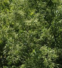 Image result for Prunus serotina