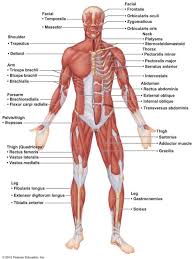 Such a band or bundle of tissue when well developed or prominently visible under the skin. Ch 6 Lab Quiz Study Practice Anterior Body Muscles