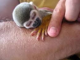 Pin On Animals