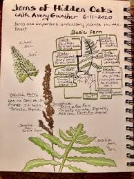 Image result for Pleopeltis  × simiana