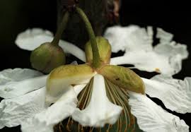 Image result for Caloncoba