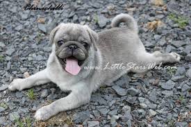 Black And Tan Pug Black And Tan Pug Little Stars Breed Of Pugs And French Bulldogs In Rare Colours Pug Puppies Cute Pugs Pugs