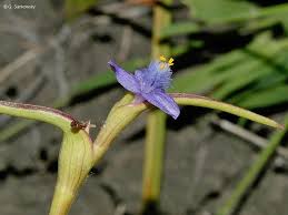 Image result for Cyanotis axillaris