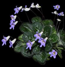 Image result for Gesneriaceae