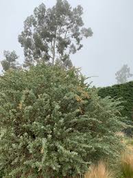 Image result for Atriplex halimus