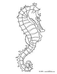 Kies en print een leuke kleurplaat van een zeepaardje. 75 Ideeen Over Zeepaardjes Zeepaardje Zeepaarden Zeepaardje Knutselen