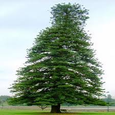 Image result for Araucaria heterophylla
