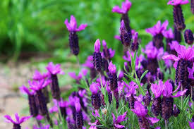 I fiori sono piccoli di un bruno porporino, riuniti in spighe terminali ovoidi. Le Diverse Varieta Della Lavanda Blog Di Fiori E Notizie Fresche