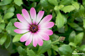 The marigolds will stand guard and protect your african daisies throughout the growing season. Daisybush African Daisy Osteospermum How To Grow And Care Plantopedia