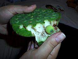 Lotus Seeds Nutrition Facts Health Benefits Uses Recipes