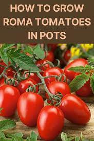 How To Grow Roma Tomatoes In Pots Gardening Sun In 2021 Growing Roma Tomatoes Tomato Seedlings Tomato Garden