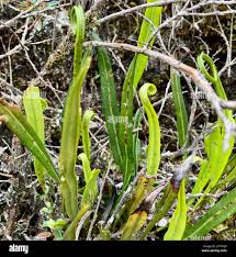 Image result for Elaphoglossum spathulatum