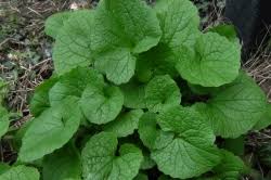 For the adventurous eaters, we've also added an. Wild Plants In The Uk British Hedgerow Food Foraging Guide
