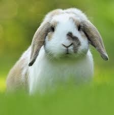 Maybe you would like to learn more about one of these? The 15 Best Rabbit Breeds A Complete Breed Guide To Adopting A Bunny