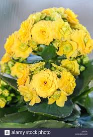 Download This Stock Image Yellow Calandiva Flowers Kalanchoe Family Crassulaceae Close Up Jjty7a From Alamy S Library O In 2020 Flowers Stock Photos Horticulture