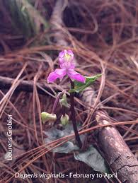 Image result for Disperis virginalis