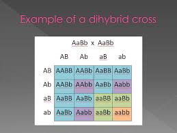 Dihybrid cross is also known as two traits cross. Dihybrid Crosses How Many Different Traits Will Be Crossed In This Type Of Cross 2 How Many Total Boxes 16 How Many Letters At The Beginning Of Each Ppt Download