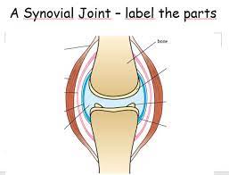 Muscles Joints And Movement Effect Of Too Much Exercise Too Little Exercise Teaching Resources Muscle Synovial Joint Exercise