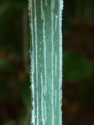 Image result for Adenia gummifera