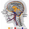 Kidneys have nephrons that filter the blood in your body and help remove toxins in 1. 1