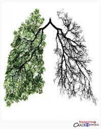 Lung development involves 5 stages: Lung Tree Anatomy Art Ecology Art Photography