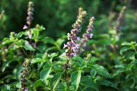 Melayu montok awek janda gersang chubby with hubby. 4 Manfaat Tulsi Alias Kemangi Suci Bagi Kesehatan Tubuh Kegunaan Efek Samping Interaksi Hello Sehat