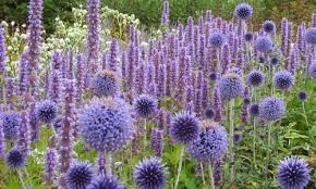 Garden Ideas Border Ideas Perennial Planting Perennial Combination Summer Borders Globe Thistle Echinops Ritro Echinops Perennials Purple Garden Plants