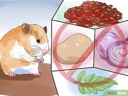 We did not find results for: Cara Memberi Makan Hamster 10 Langkah Dengan Gambar Wikihow