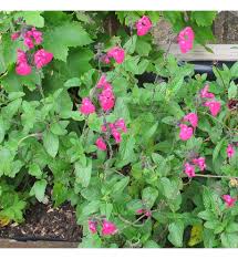 Image result for Sebaea microphylla