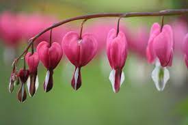 Check spelling or type a new query. Las Flores Mas Extranas Y Bonitas Del Mundo Floraqueen Es