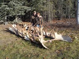 Maybe you would like to learn more about one of these? Alaska Moose Hunting Archives Clearwater Alaska Outfitters