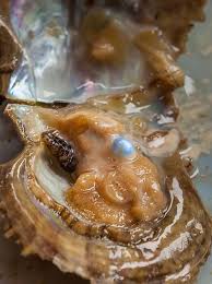 Pearl Oyster Pearls Oysters Sea Shells