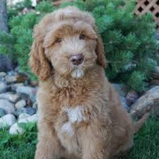 They may not be goldendoodle puppies, but these cuties are available for adoption in austin, texas. Austin Goldendoodle Puppy 603096 Puppyspot