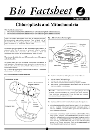 The mitochondria power the plant when the chlorophyll is stunted by lack of sunlight. 61 Chloroplasts And Mitoch