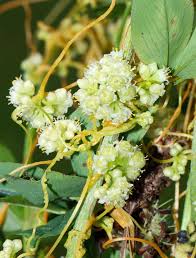 Image result for Cuscuta hyalina