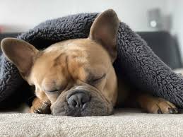 Check spelling or type a new query. Can Dogs Have Melatonin Uses Dosage Benefits More Wild Earth