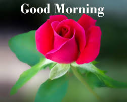 Good morning images rose flowers hd. Beautiful Good Morning Images Rose Flowers Ann Chovie