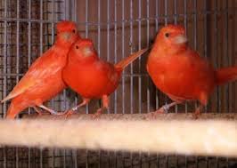 We did not find results for: Canaries For Sale Redcanaries