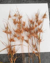Image result for Themeda triandra