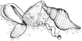 Coloring pages for kids and adults. Seashells4 Gif 675 341 Coloring Pages Fish Coloring Page Art
