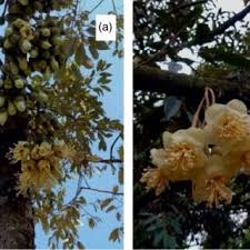 Tanaman durian durian hama yang menyerang durian di antaranya adalah ulat Pdf The Durian Botany Horticulture And Utilization