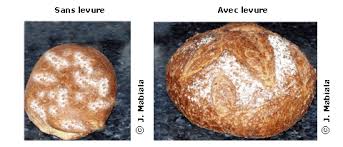 Fabrication Du Pain Maxicours