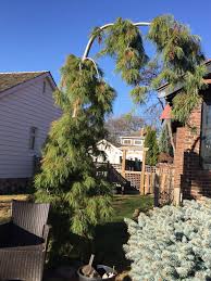 Maybe you would like to learn more about one of these? Evergreens